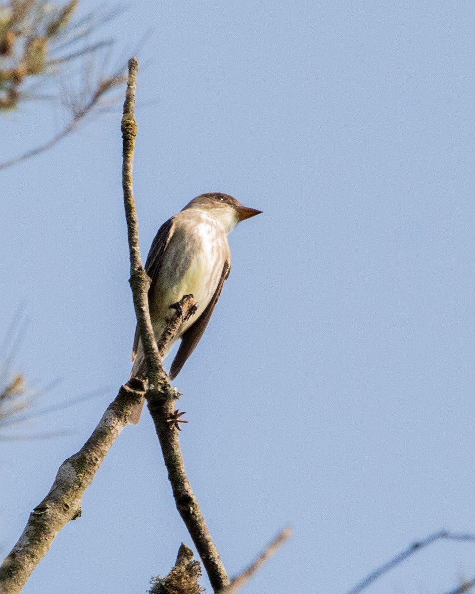 Olive-sided Flycatcher - ML618059095