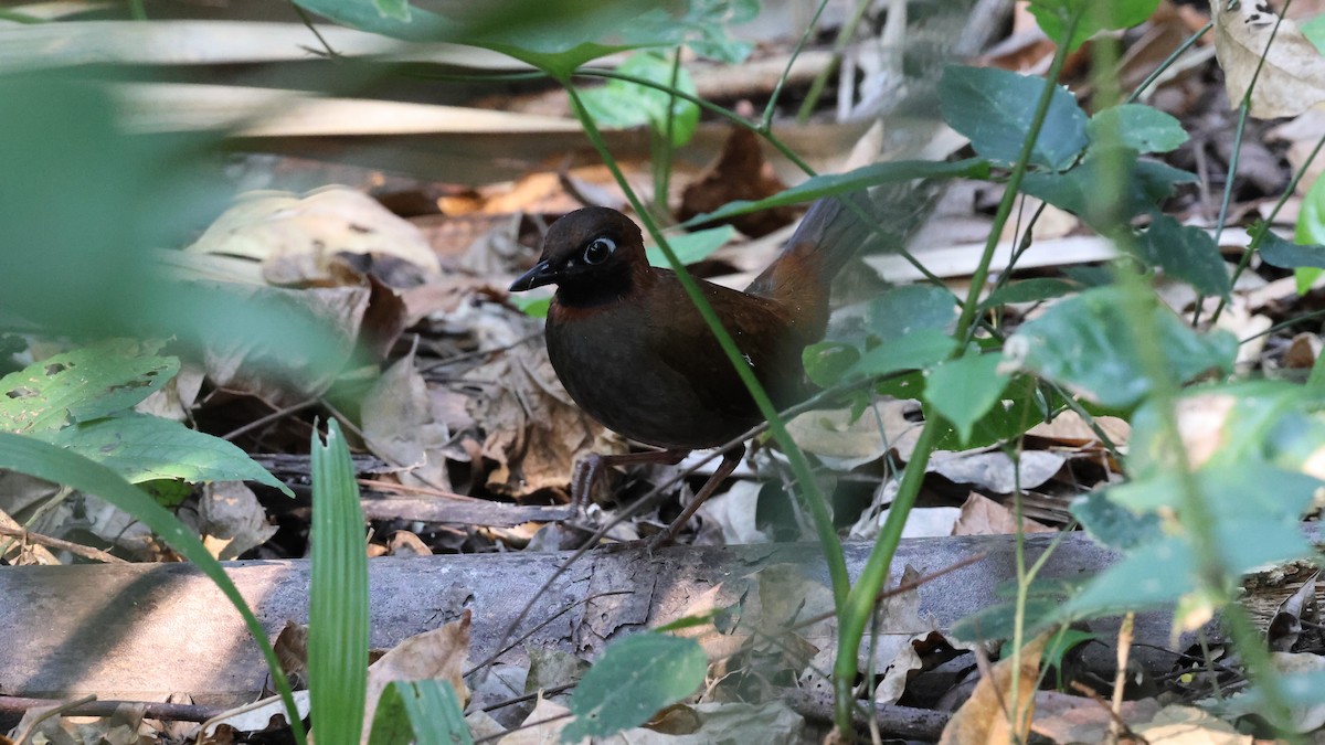 Mayan Antthrush - ML618059106