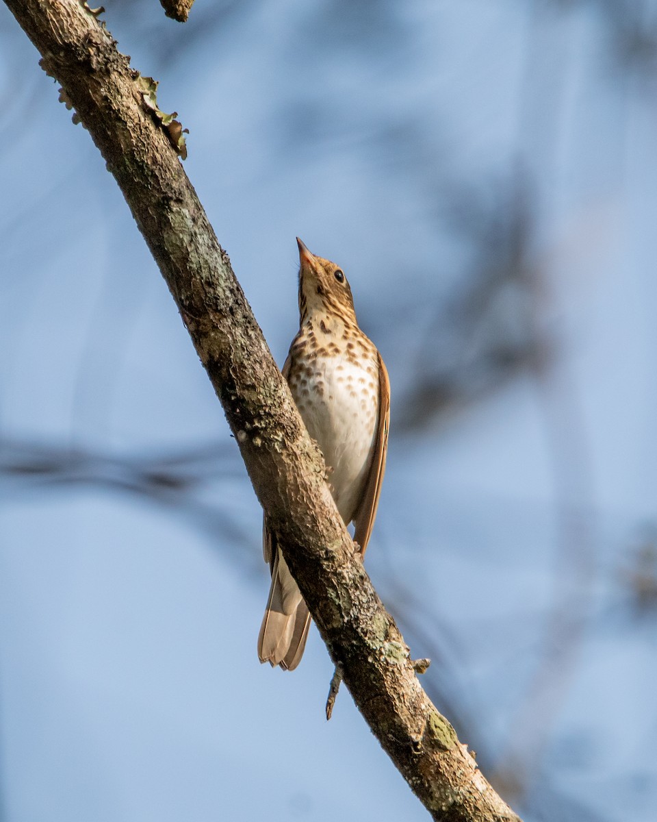 Swainson's Thrush - ML618059113