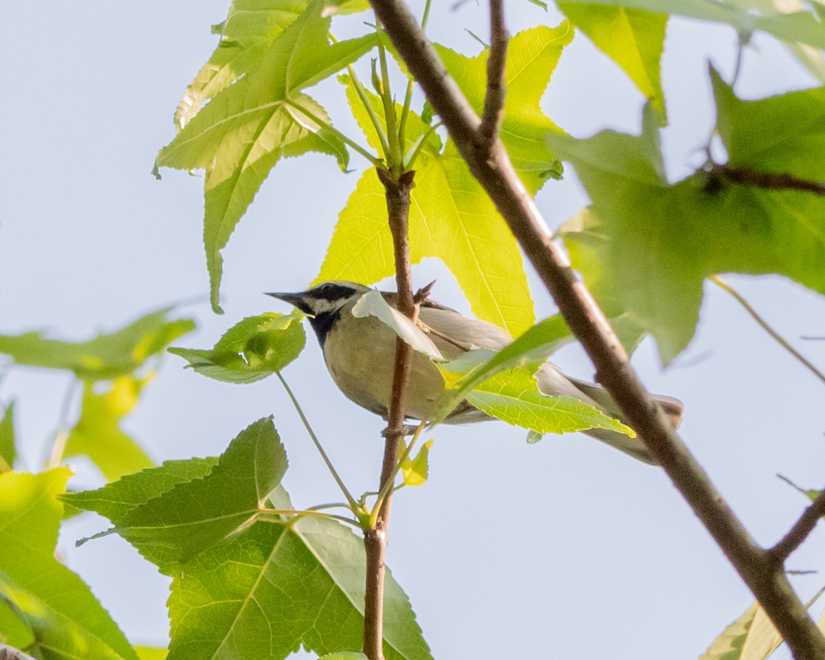 Golden-winged Warbler - ML618059123