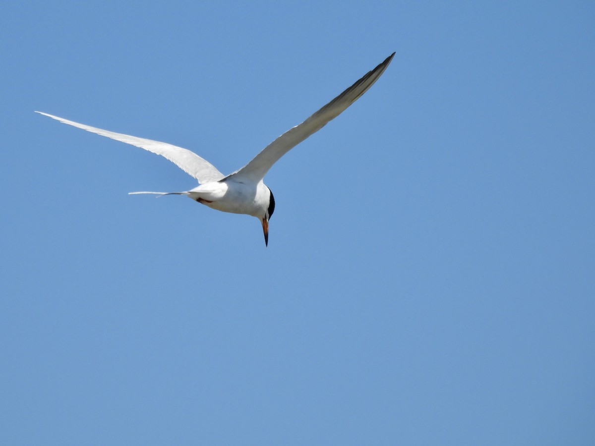 Forster's Tern - Daniel Sgro