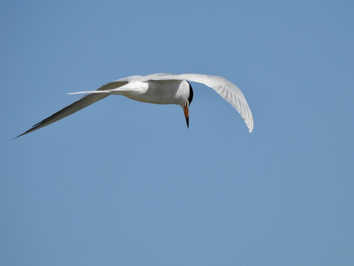 Forster's Tern - Daniel Sgro