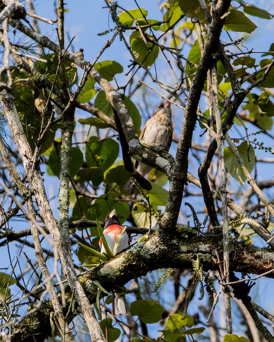 Rose-breasted Grosbeak - Dulce Vivar