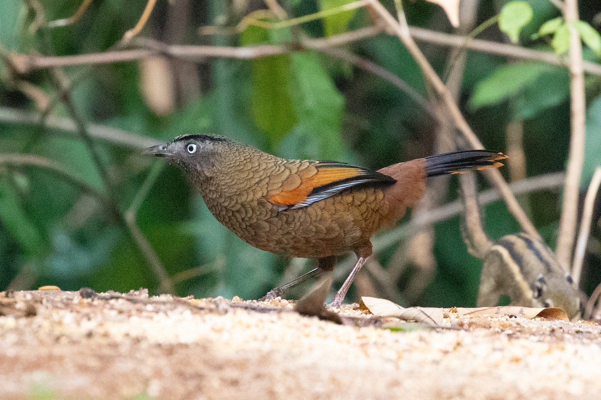 Blue-winged Laughingthrush - ML618059146