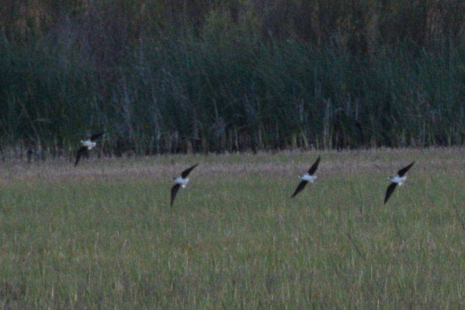 Black-necked Stilt (Black-necked) - ML618059154