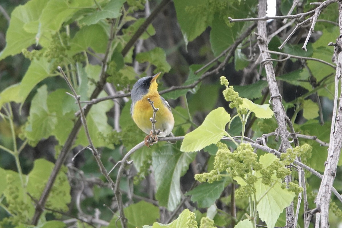 Tropical Parula - Molly Donahue