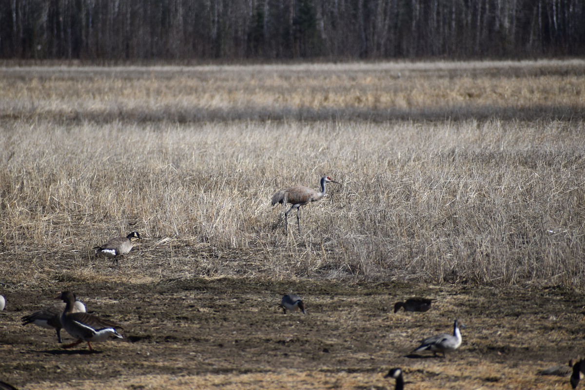 Sandhill Crane - ML618059169