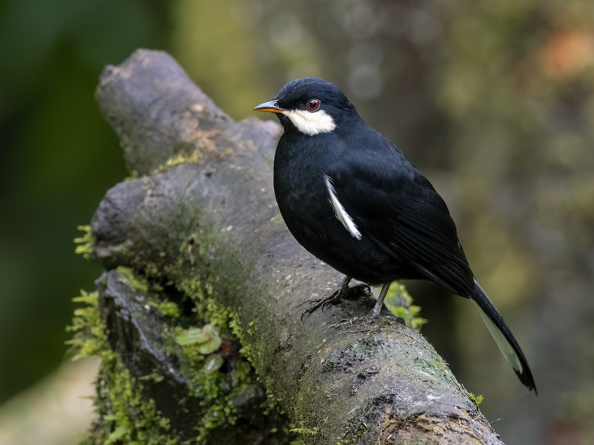 Black Solitaire - Andres Vasquez Noboa