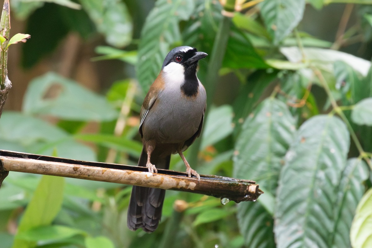 Black-throated Laughingthrush - ML618059183