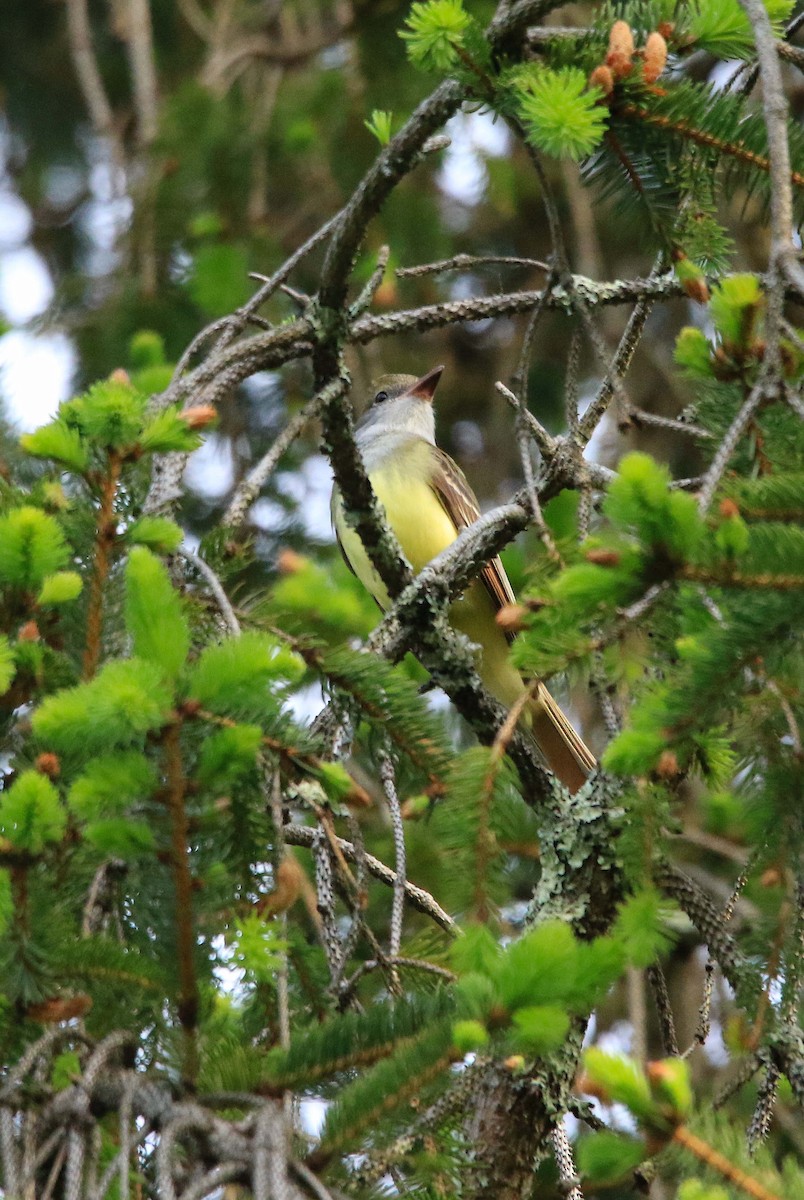 Great Crested Flycatcher - Joey Herron