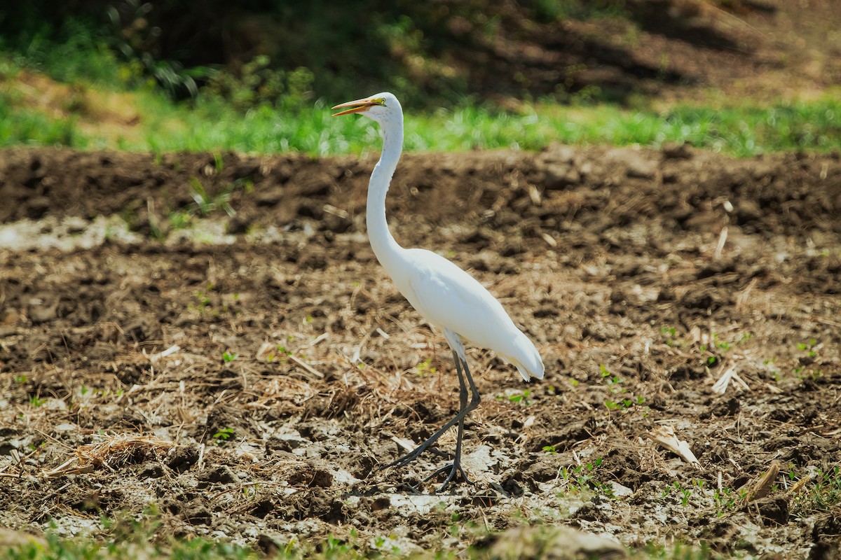 Great Egret - ML618059211