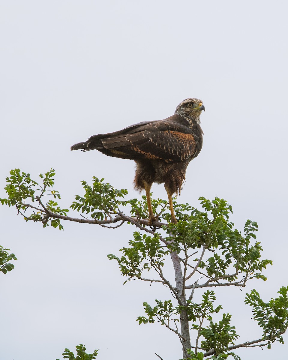 Harris's Hawk - ML618059242