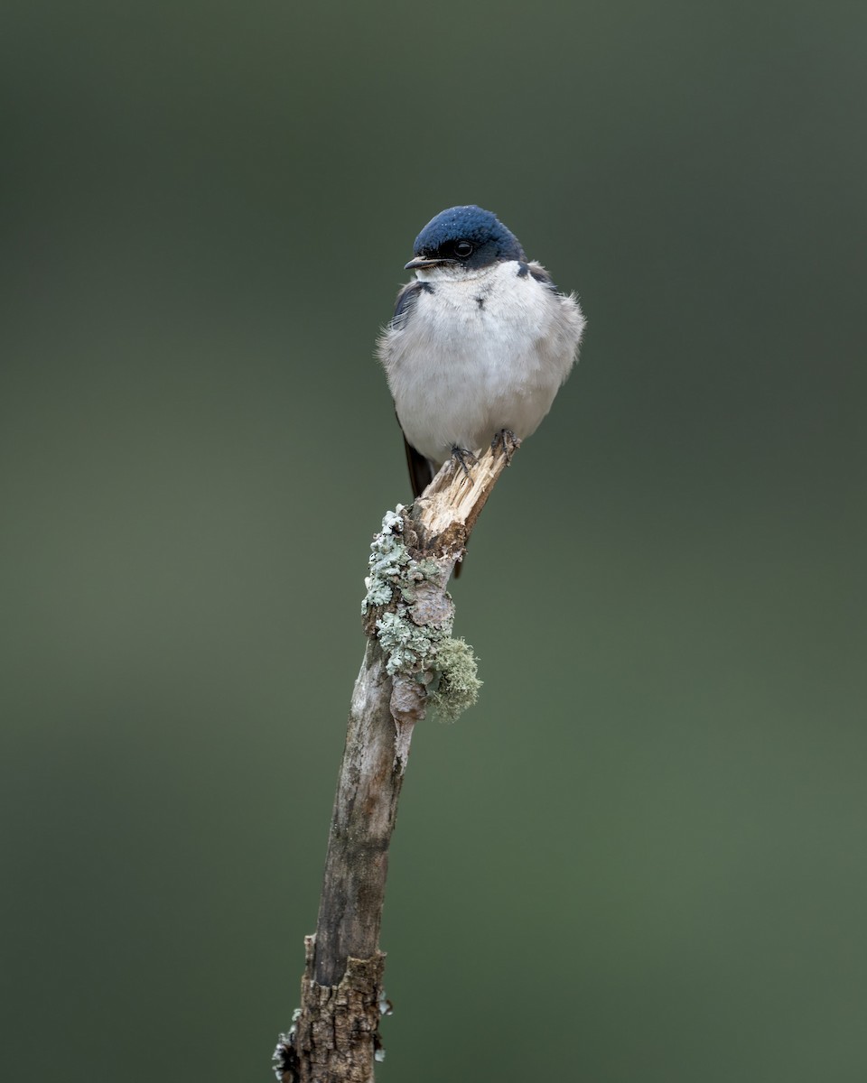 Pearl-breasted Swallow - Heyn de Kock