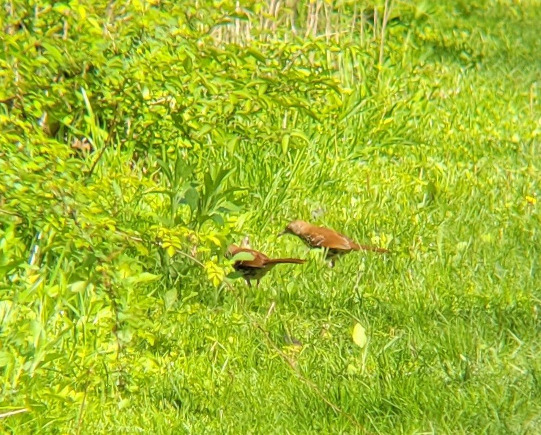 Brown Thrasher - Becky Howard