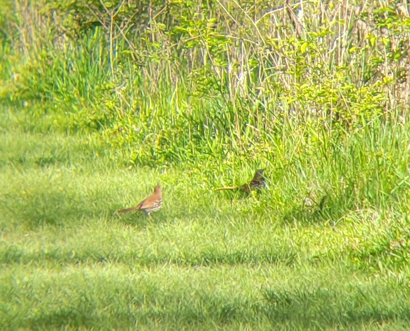 Brown Thrasher - Becky Howard