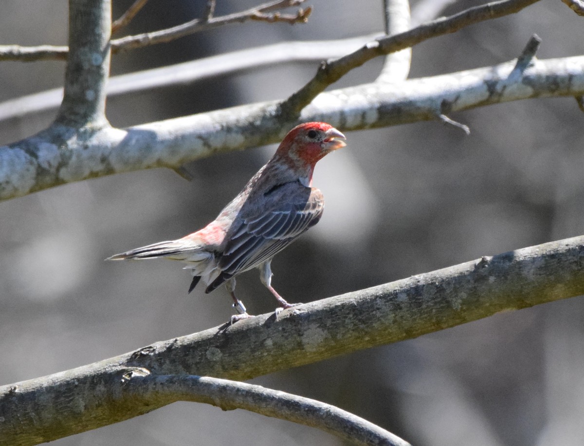 House Finch - ML618059289