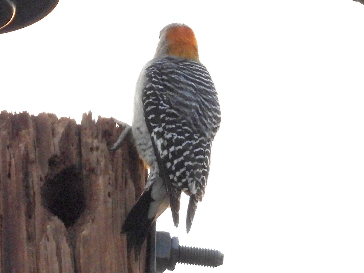 Golden-fronted Woodpecker - ML618059290