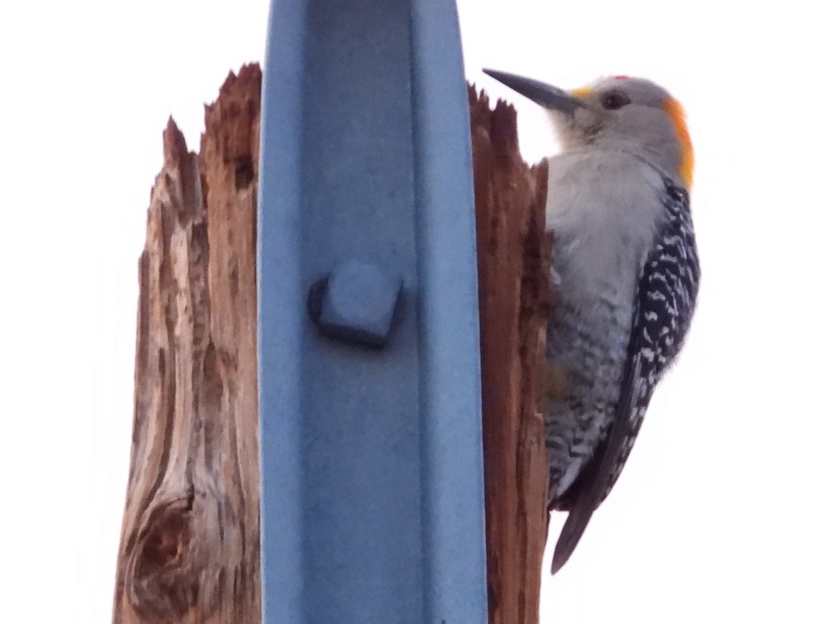 Golden-fronted Woodpecker - ML618059291