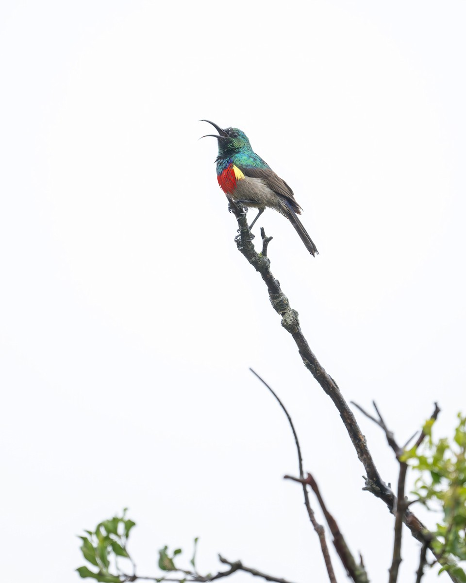 Greater Double-collared Sunbird - Heyn de Kock