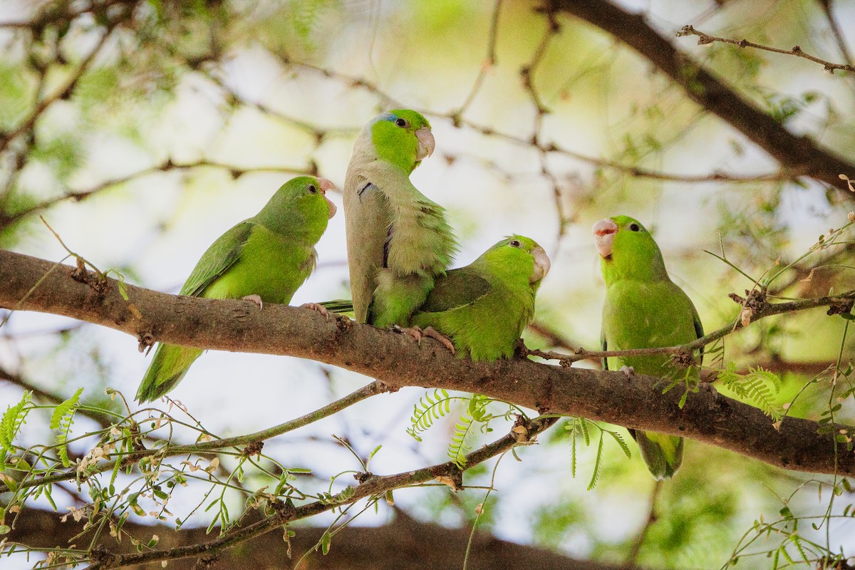 Pacific Parrotlet - ML618059311