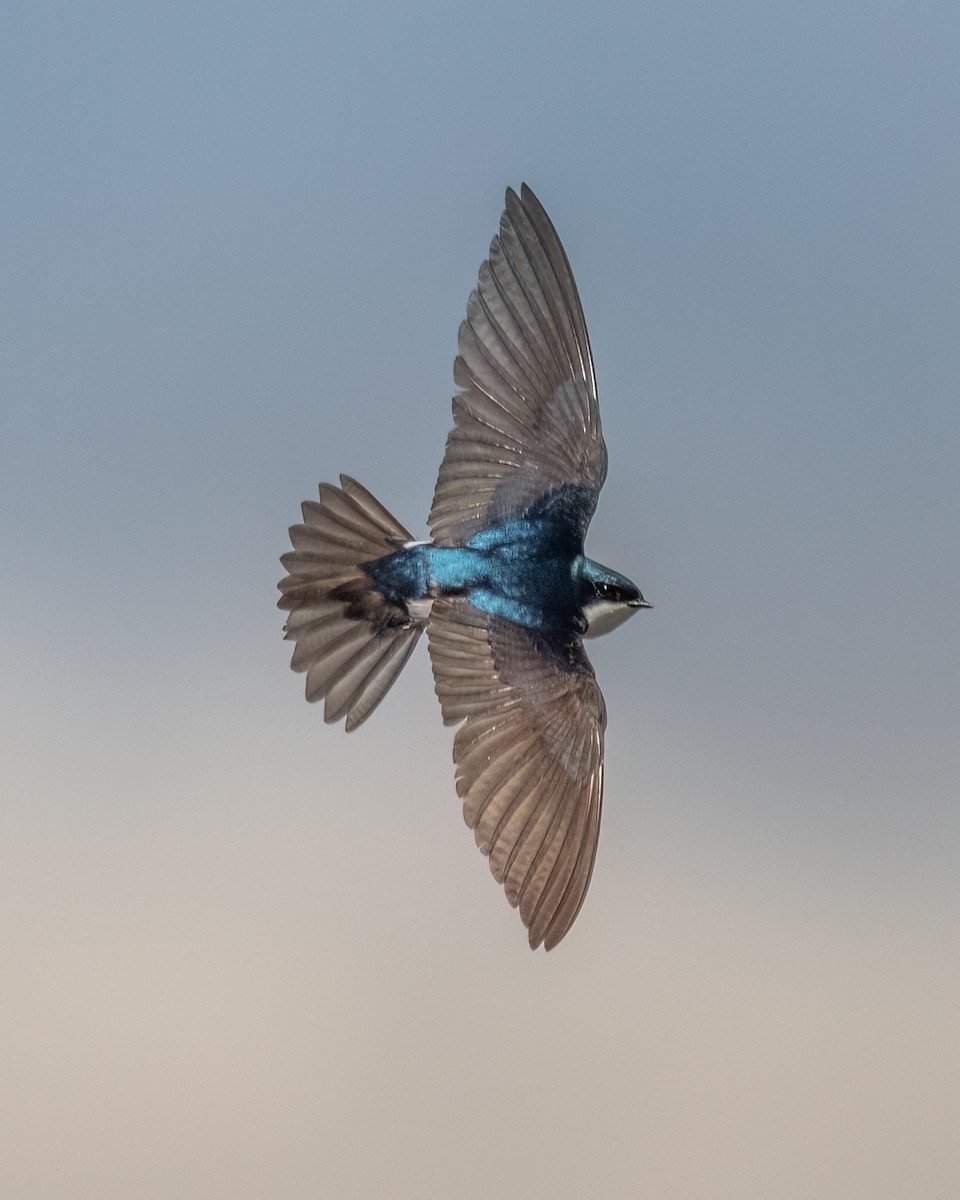 Tree Swallow - ML618059318