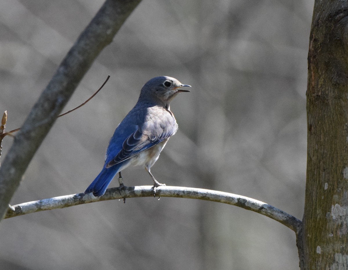 Eastern Bluebird - ML618059351