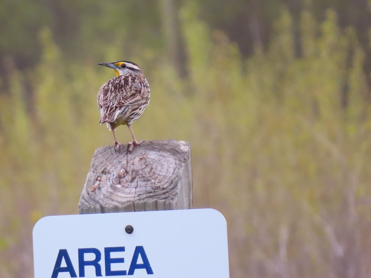 Eastern Meadowlark - ML618059353