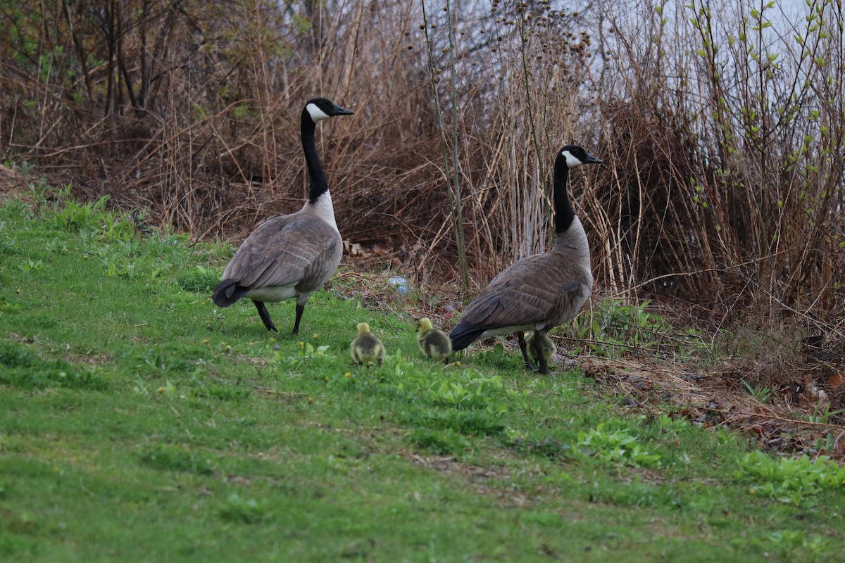 Canada Goose - ML618059354