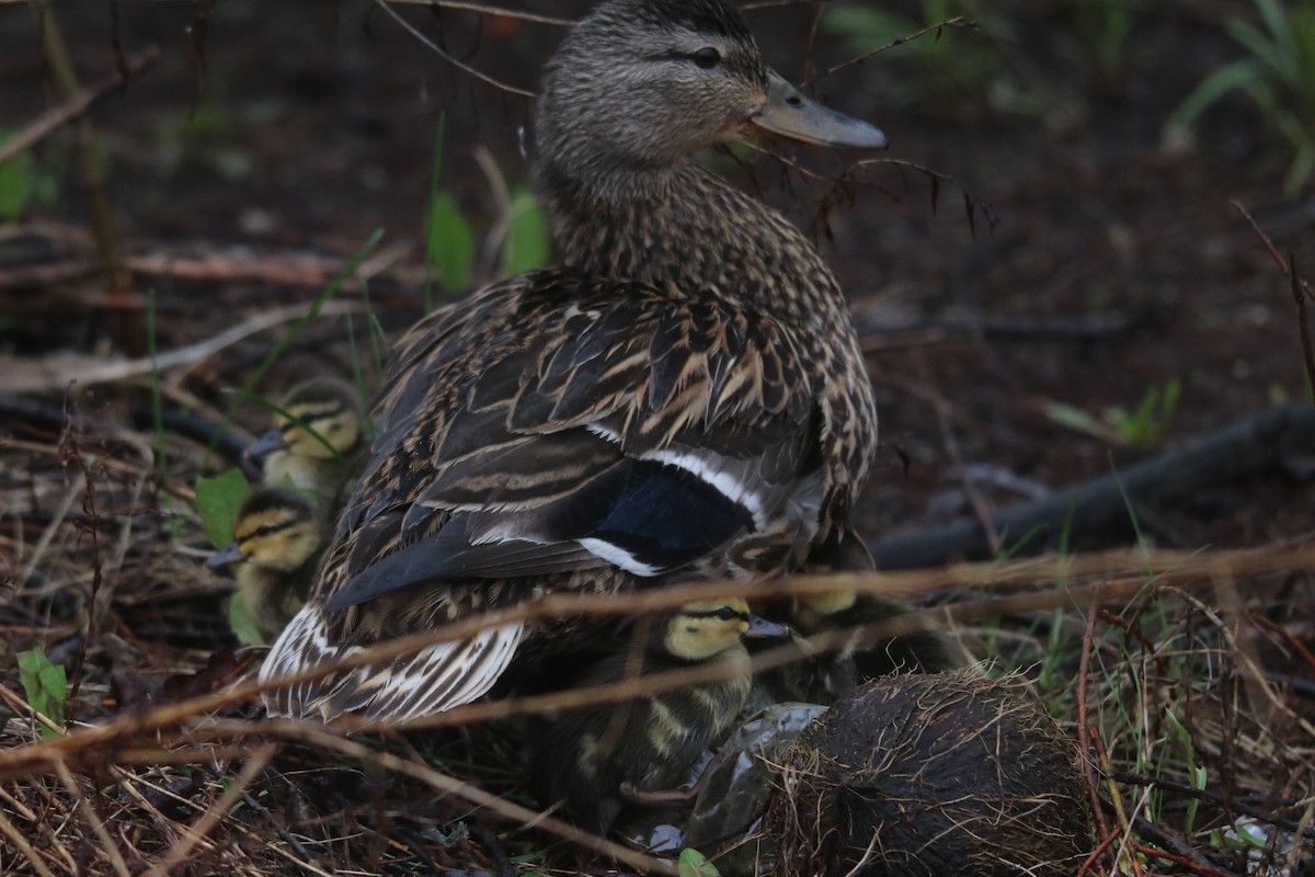 Mallard - Keith Matthieu