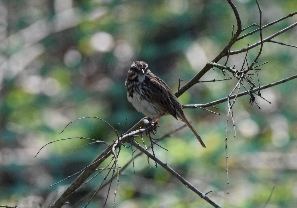 Song Sparrow - ML618059376