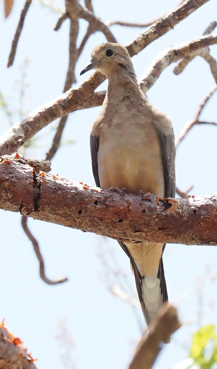 Mourning Dove - ML618059409