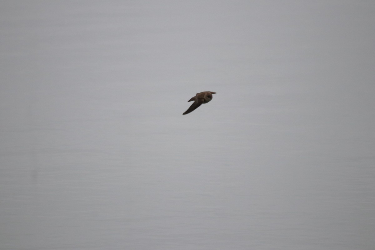 Northern Rough-winged Swallow - ML618059411