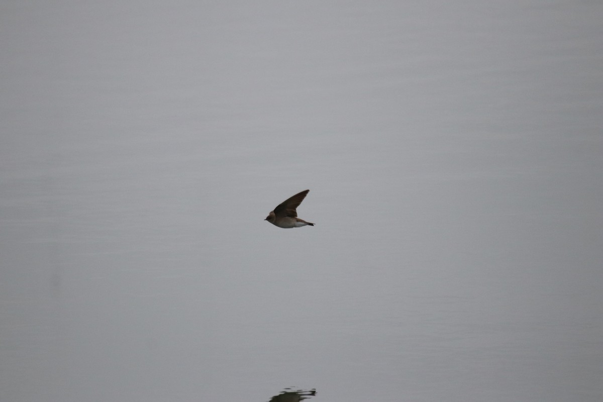 Northern Rough-winged Swallow - ML618059412