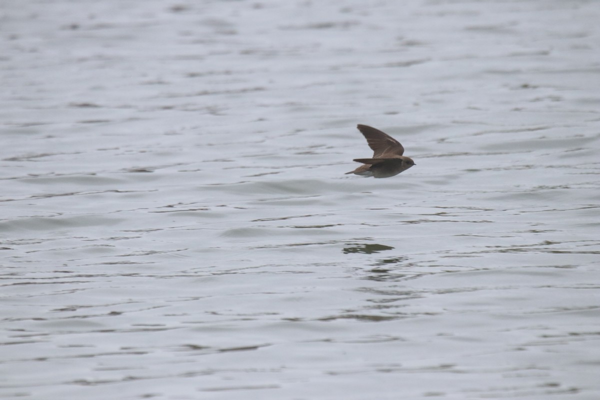 Northern Rough-winged Swallow - ML618059413