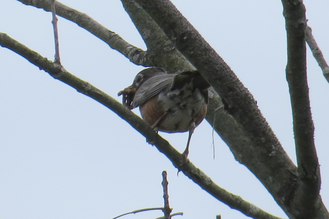 American Robin - ML618059447