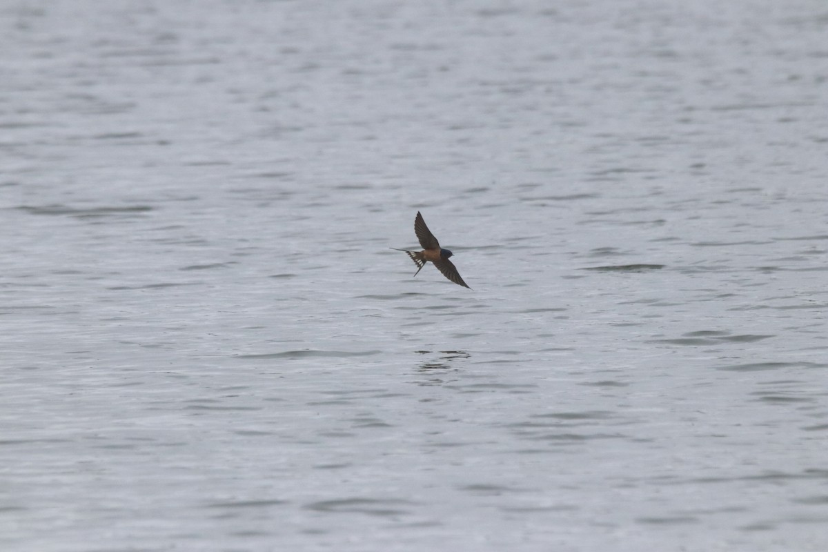 Barn Swallow - ML618059451