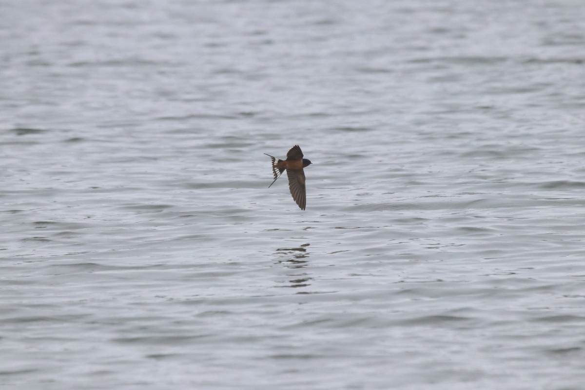 Barn Swallow - ML618059452