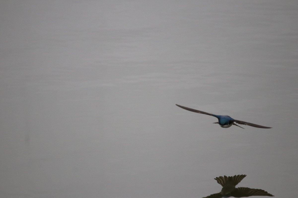 Tree Swallow - ML618059455