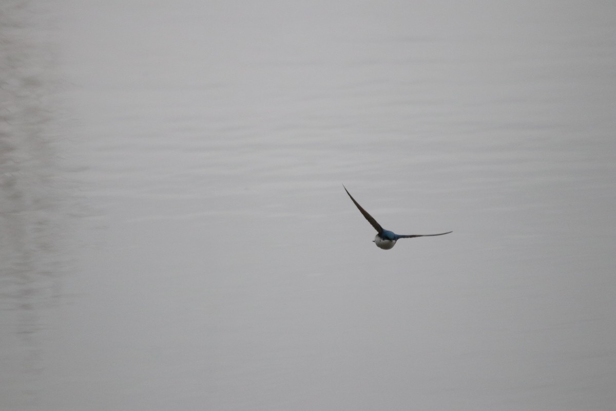 Tree Swallow - Keith Matthieu