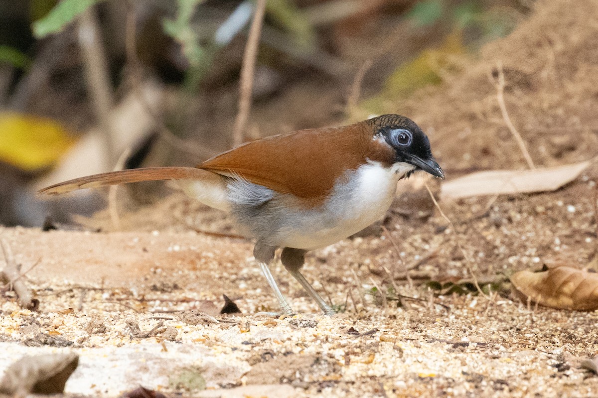 Gray-sided Laughingthrush - ML618059457