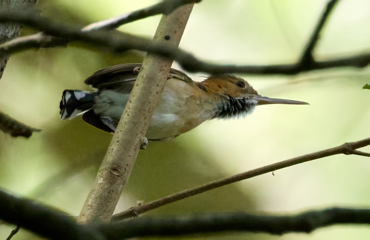 Long-billed Gnatwren - Barbara S