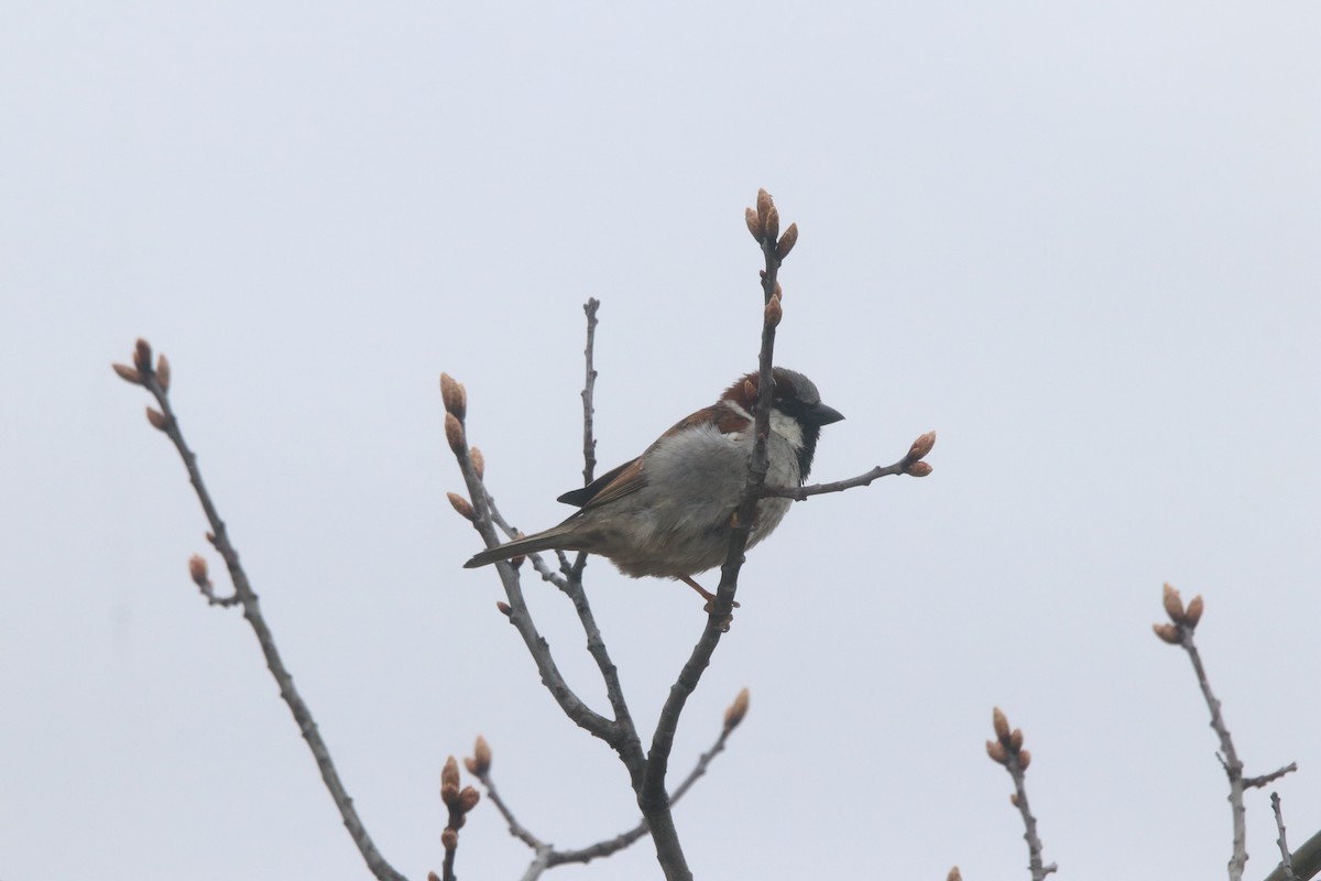 House Sparrow - ML618059476