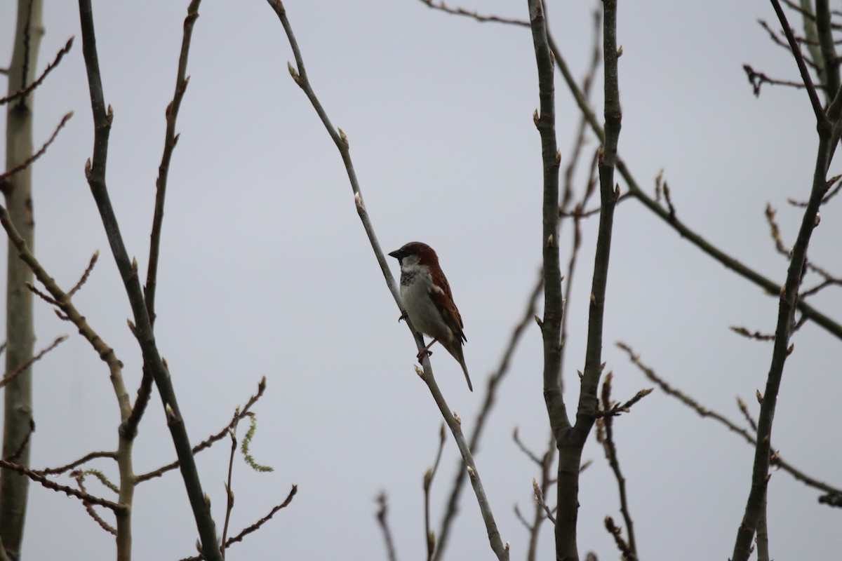 Moineau domestique - ML618059477