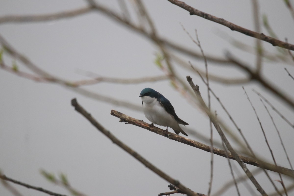 Tree Swallow - ML618059496