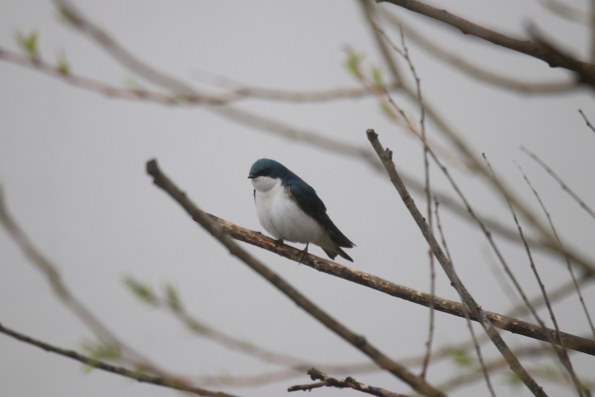 Tree Swallow - ML618059497