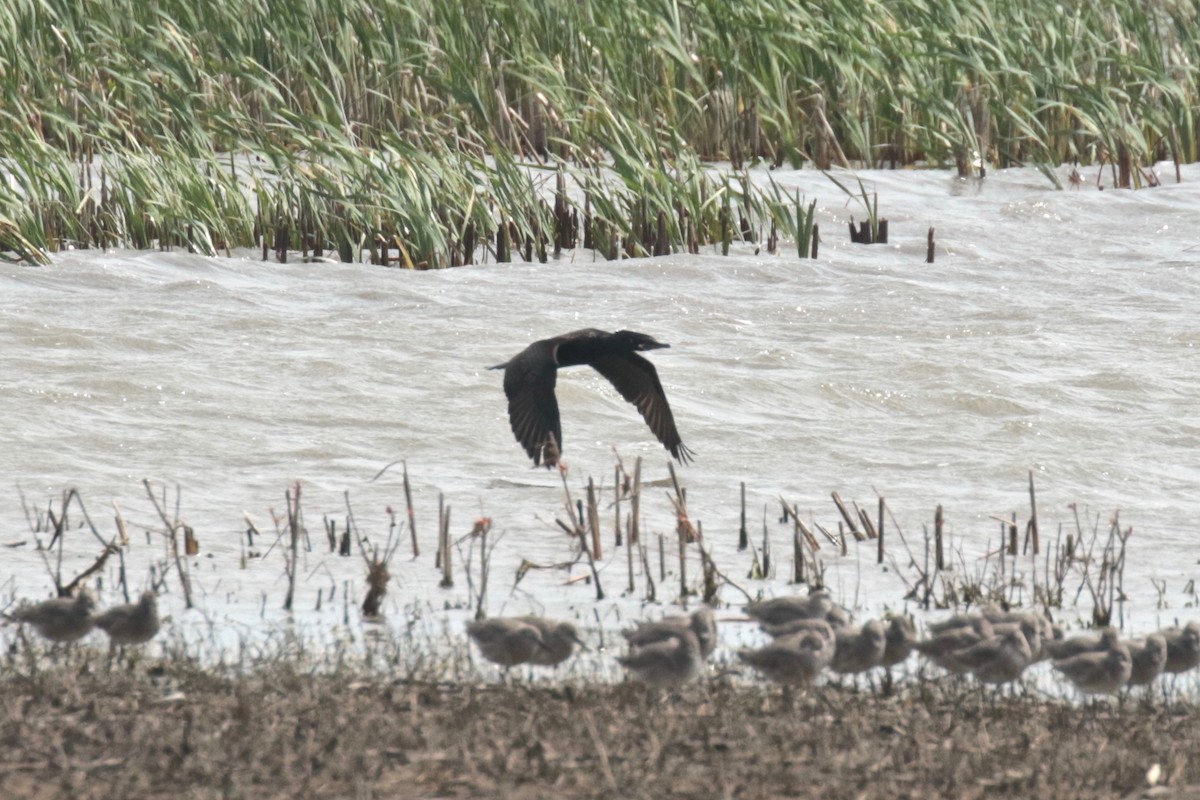 Neotropic Cormorant - Paul Jacyk