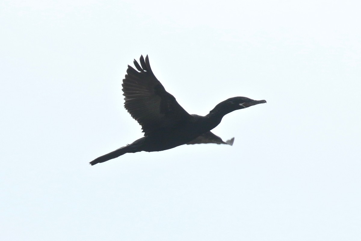 Neotropic Cormorant - Paul Jacyk