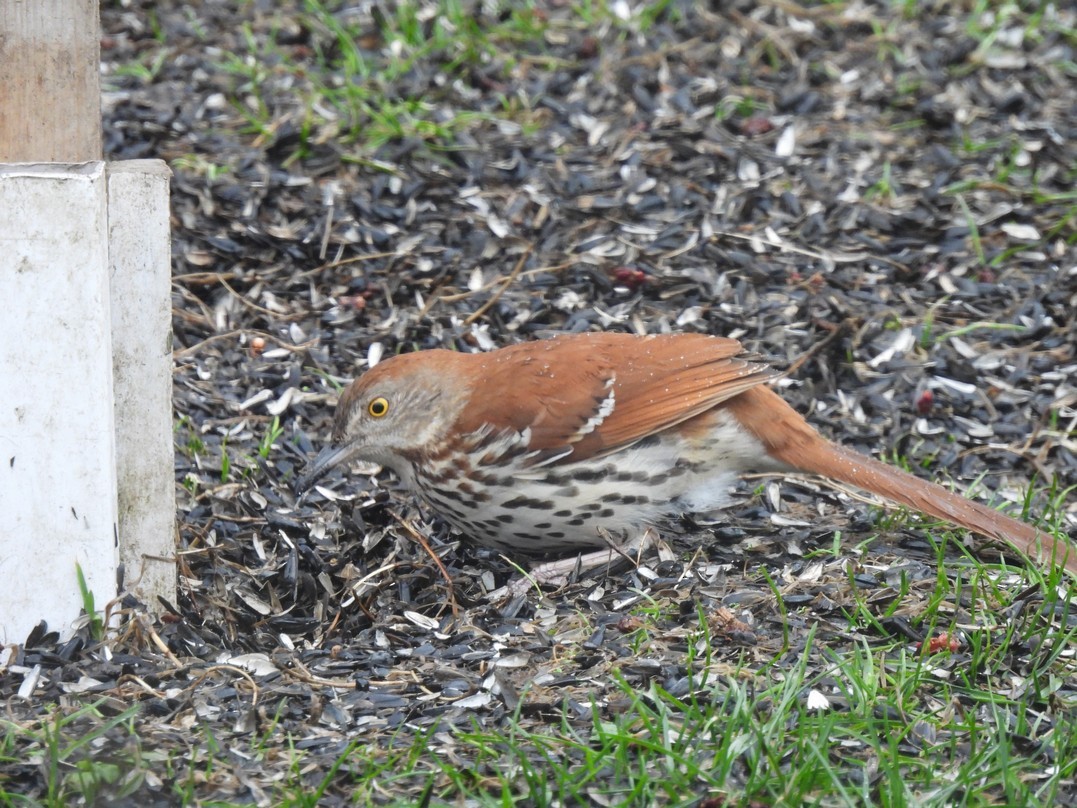 Brown Thrasher - Frédéric Bédard