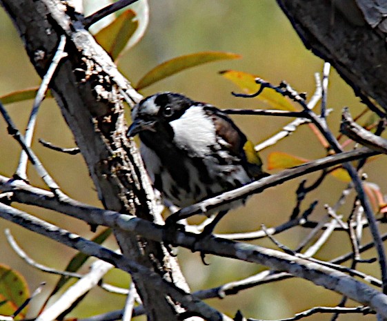 White-cheeked Honeyeater - Peter Woodall