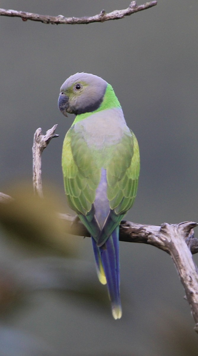 Папужець зеленошиїй - ML618059530